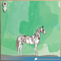 Horse Color:Liver Chestnut Sabino Rabicano 