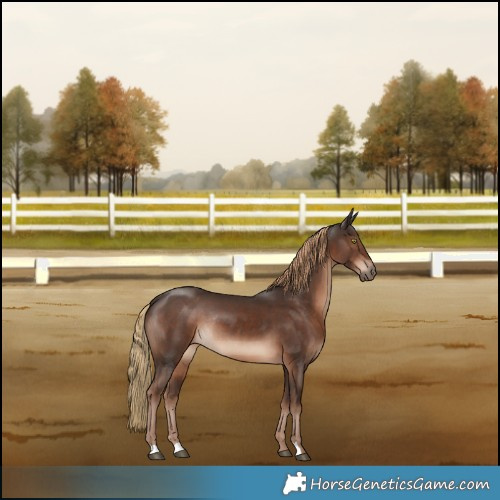 Horse Color:Liver Chestnut Rabicano 