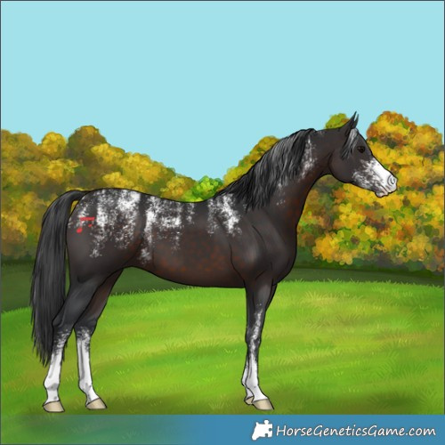 Horse Color:Powder White Brown 