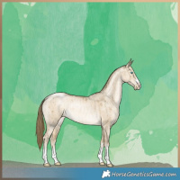 Horse Color:Smoky Grullo Pearl Rabicano Brindle 