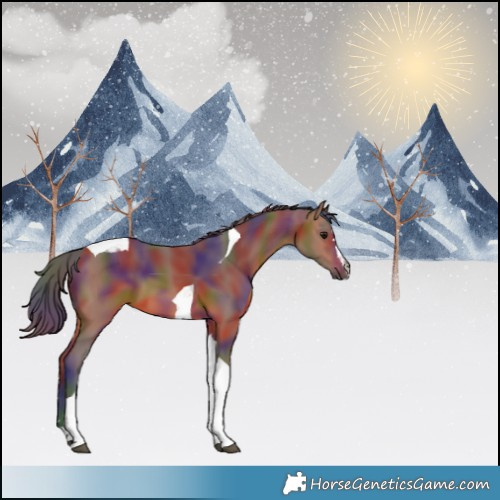 Horse Color:Nacre Bay Tobiano 