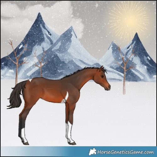 Horse Color:Bay Tobiano