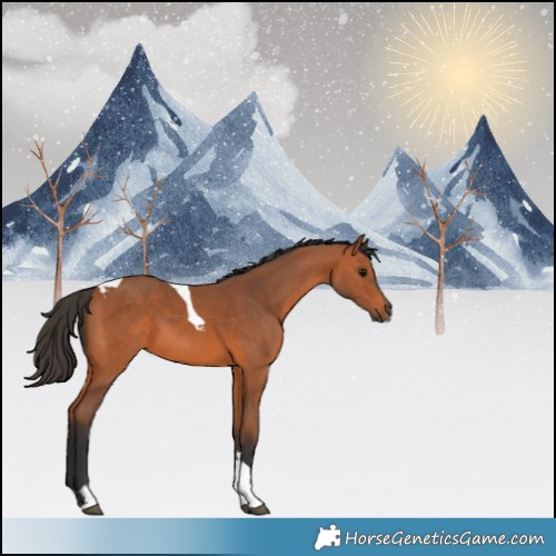 Horse Color:Bay Tobiano 