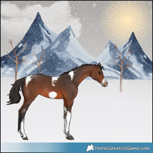 Horse Color:Brown Tobiano Frame 
