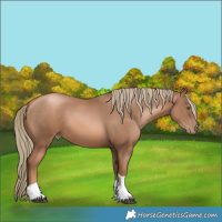 Horse Color:Liver Chestnut Pearl Tobiano 