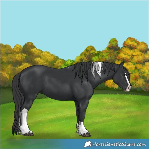 Horse Color:Black Splash Tobiano 