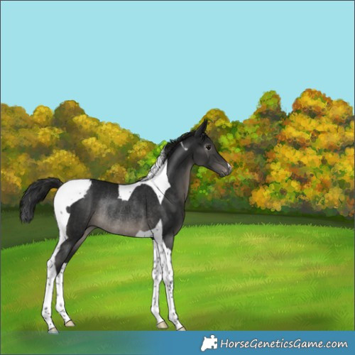 Horse Color:Gray Smoky Black Tobiano Appaloosa Rabicano 