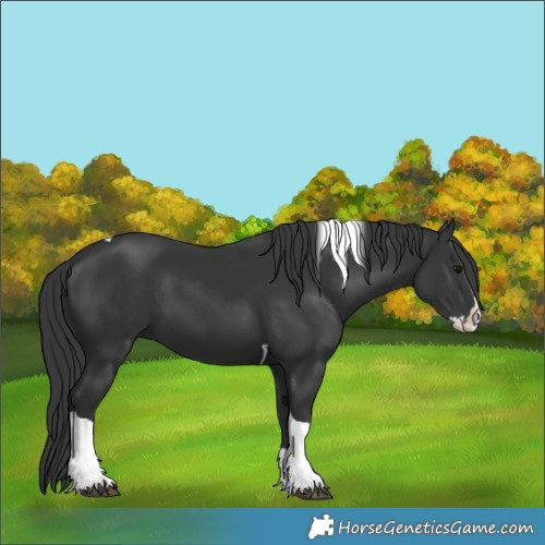 Horse Color:Black Splash Tobiano 