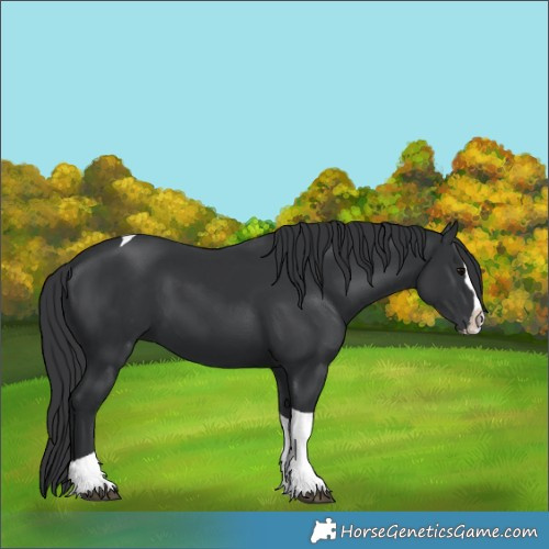 Horse Color:Black Splash Tobiano 