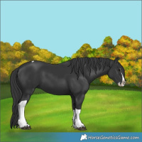 Horse Color:Black Splash Tobiano