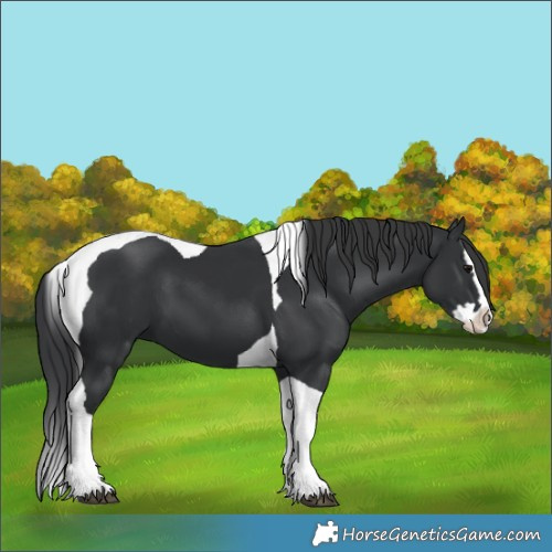 Horse Color:Black Splash Tobiano