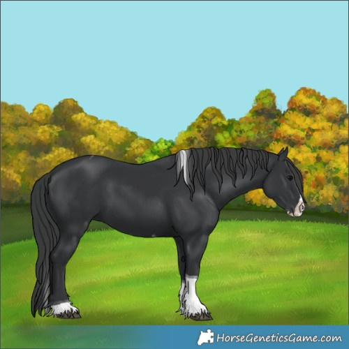 Horse Color:Black Splash Tobiano