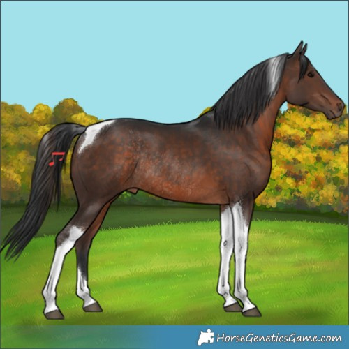 Horse Color:Brown Tobiano Rabicano 