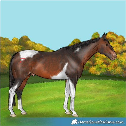 Horse Color:Brown Tobiano Appaloosa 