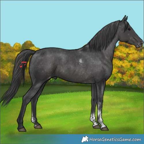 Horse Color:Black Sabino Appaloosa Rabicano 