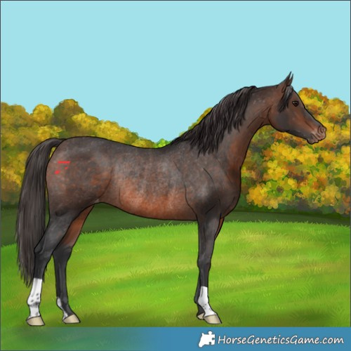 Horse Color:Brown Appaloosa Rabicano 