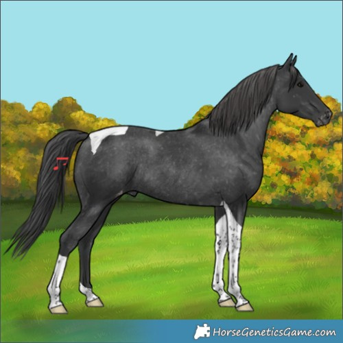 Horse Color:Black Tobiano Varnish Rabicano 