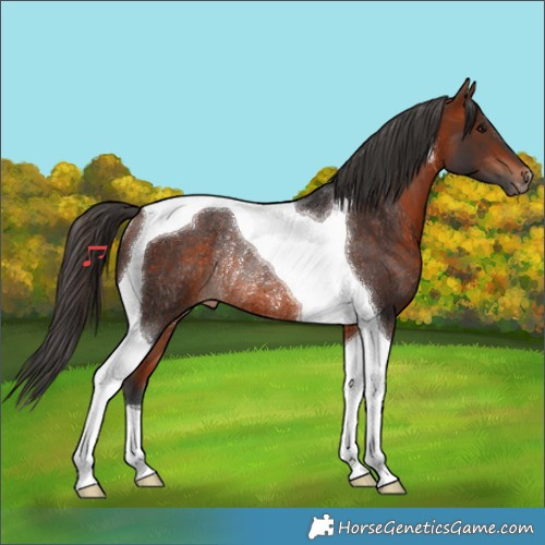 Horse Color:Bay Tobiano Rabicano 