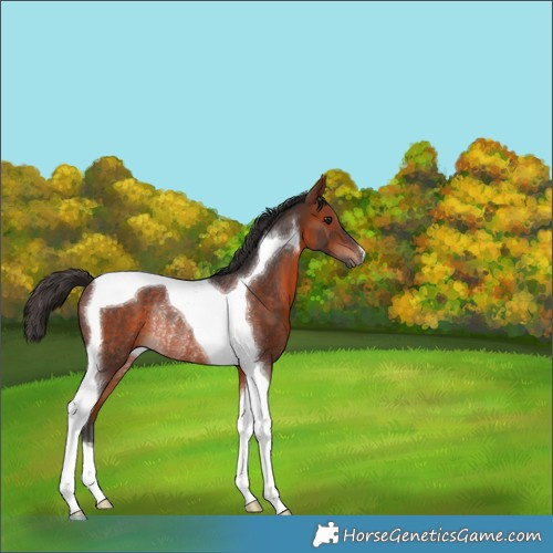 Horse Color:Bay Tobiano Rabicano 