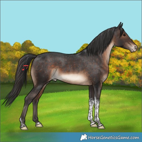 Horse Color:Brown Tobiano Appaloosa 