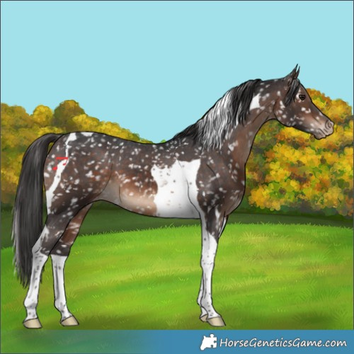 Horse Color:Bay Tobiano Appaloosa 