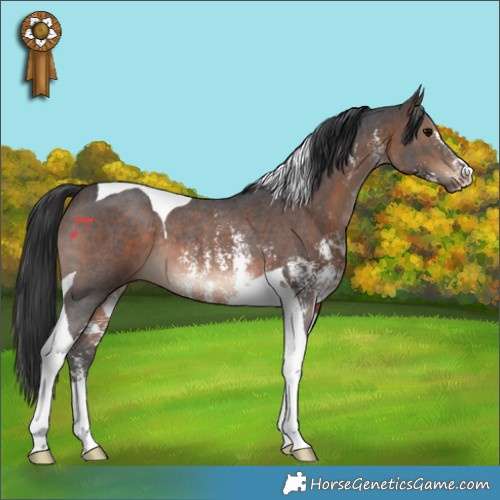 Horse Color:Bay Sabino Tobiano Rabicano 