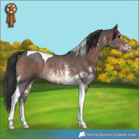 Horse Color:Bay Sabino Tobiano Rabicano 