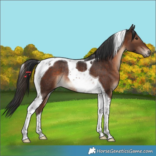 Horse Color:Brown Tobiano Rabicano 