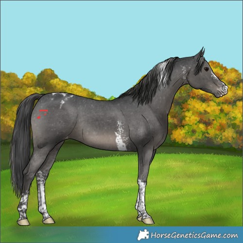 Horse Color:Black Sabino Tobiano Varnish Rabicano 