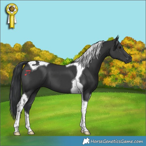 Horse Color:Black Tobiano 