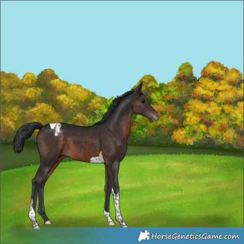 Horse Color:Brown Tobiano Varnish 
