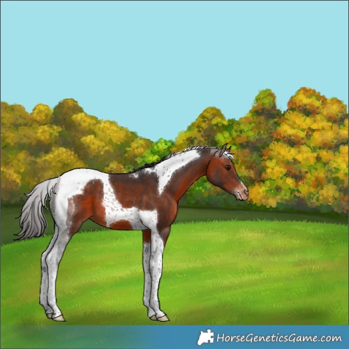 Horse Color:Bay Tobiano Appaloosa 
