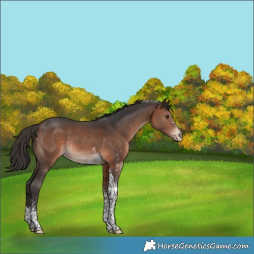 Horse Color:Brown Sabino Tobiano Rabicano 