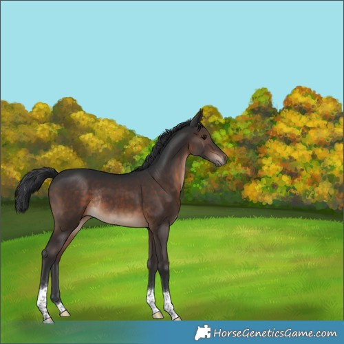 Horse Color:Brown Tobiano Rabicano 