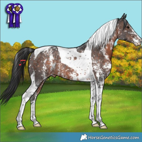 Horse Color:Brown Sabino Tobiano Appaloosa Rabicano 
