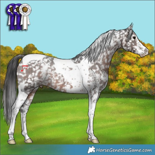 Horse Color:Brown Sabino Tobiano Snowflake Varnish Rabicano 