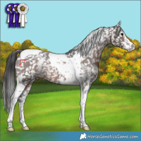 Horse Color:Brown Sabino Tobiano Appaloosa Rabicano 