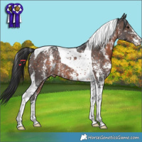 Horse Color:Brown Sabino Tobiano Appaloosa Rabicano 