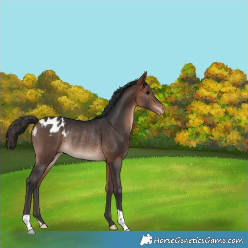 Horse Color:Bay Varnish Rabicano 
