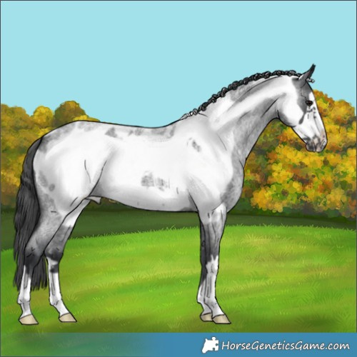Horse Color:Blue Roan Frame Appaloosa 