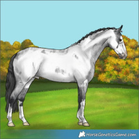 Horse Color:Blue Roan Frame Near Leopard 