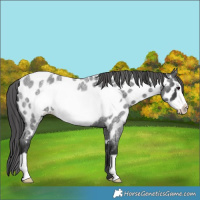 Horse Color:Blue Roan Frame Appaloosa