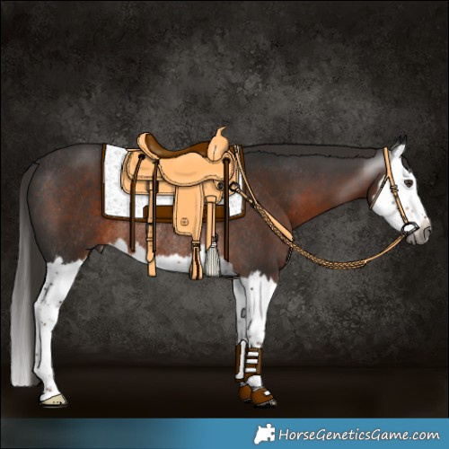 Horse Color:Gray Liver Chestnut Splash Rabicano