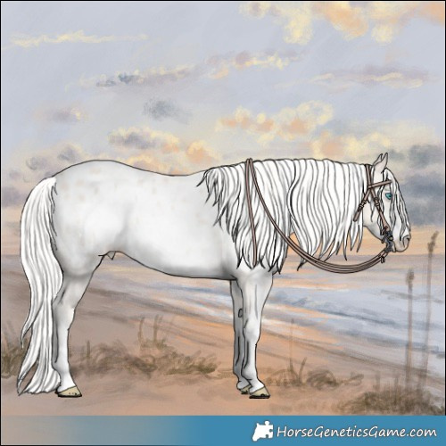 Horse Color:White Spotted Silver Smoky Creme Sabino Blanket Rabicano 