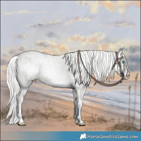 Horse Color:White Spotted Silver Smoky Creme Sabino Appaloosa Rabicano