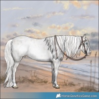 Horse Color:White Spotted Silver Smoky Creme Sabino Appaloosa Rabicano 
