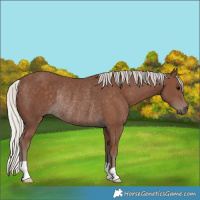 Horse Color:Silver Black Rabicano 