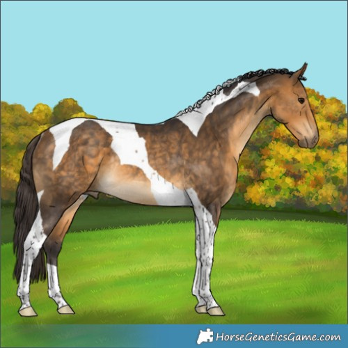 Horse Color:Buckskin Tobiano Rabicano