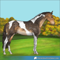 Horse Color:Buckskin Tobiano Rabicano