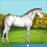Horse Color:White Spotted Buckskin Sabino Frame Rabicano 